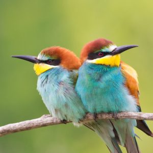 Identical looking birds sit back to back how are they different in the same we look at how public charities and private foundations are both 501c3 entities but operate very differently