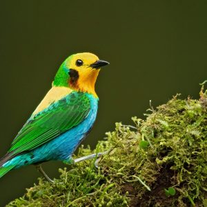 A small bird with vibrant green, yellow, blue, and orange plumage sits on a moss-covered branch against a dark green background.