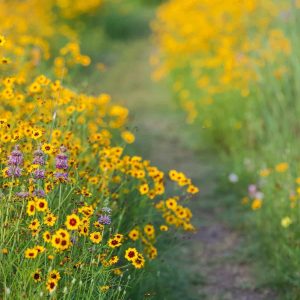 A path with yellow Texas wildflowers bloom with beautiful spring color in the same way a person walks a path to start a new Texas nonprofit