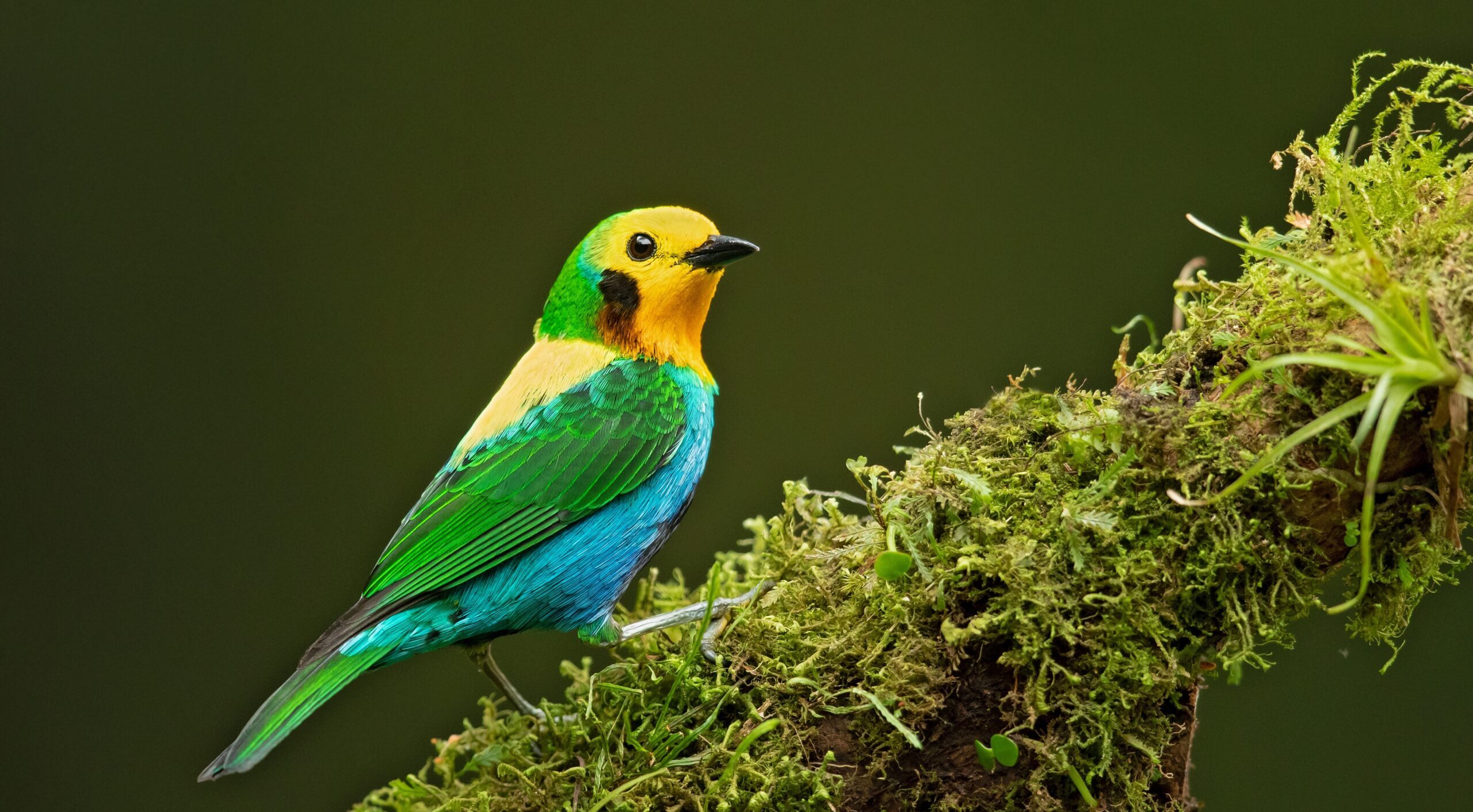 A small bird with vibrant green, yellow, blue, and orange plumage sits on a moss-covered branch against a dark green background.